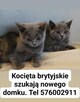 Kotki Brytyjskie - 4