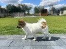 Szczeniak Papillon Spaniel Kontynentalny ZKwP FCI - 7