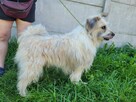 Porzucony FILC w typie owczarka katalońskiego szuka domu !! - 4