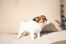 Szczeniak Papillon Spaniel Kontynentalny ZKwP FCI - 6