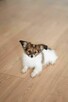 Szczeniak Papillon Spaniel Kontynentalny ZKwP FCI - 3