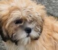 Lhasa apso maluszki - 3