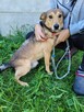 Kochający człowieka KUMPEL szuka domu !! Do adopcji !! - 6