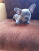 Buldog francuski blue - 3