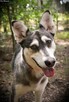 Vanya delikatność zamknięta w ciałku mini husky - 13