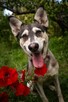 Vanya delikatność zamknięta w ciałku mini husky - 10