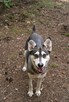 Vanya delikatność zamknięta w ciałku mini husky - 15