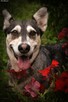 Vanya delikatność zamknięta w ciałku mini husky - 5