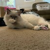 Piękny kocurek Ragdoll - 2