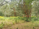 Działka budowlana Janinów gm. Grodzisk Mazowiecki, - 4