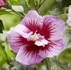 Flower Tower Purple – wyjątkowy hibiskus na żywopłot/rabaty - 3