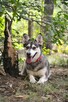Vanya delikatność zamknięta w ciałku mini husky - 16