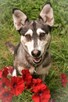 Vanya delikatność zamknięta w ciałku mini husky - 3