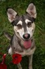 Vanya delikatność zamknięta w ciałku mini husky - 9