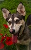 Vanya delikatność zamknięta w ciałku mini husky - 8
