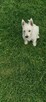 Szczeniaczek chłopiec West Highland White Terrier ZKwP FCI - 4