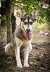 Vanya delikatność zamknięta w ciałku mini husky - 12