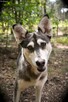 Vanya delikatność zamknięta w ciałku mini husky - 14