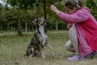Luizka - szorstka, młoda delikatna suczka do adopxji - 7