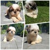 Shit tzu - 4