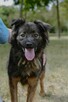 Flafi- średniej wielkości psiak do odpowiedzialnej adopcji - 5
