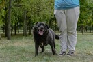 Joint-czarny pies w typie labradora do adopcji - 3