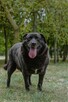 Joint-czarny pies w typie labradora do adopcji - 4