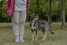 Luizka - szorstka, młoda delikatna suczka do adopxji - 3