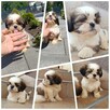 Shit tzu - 3