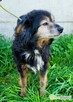 DZIADZIO - 12 lat na łańcuchu, teraz schronisko, ADOPTUJ! - 3