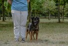 Flafi- średniej wielkości psiak do odpowiedzialnej adopcji - 8