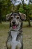 Luizka - szorstka, młoda delikatna suczka do adopxji - 2