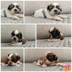 Shit tzu - 2