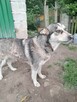 Młoda proludzka sunia kochająca ludzi czeka na ciebie - 4