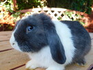 Niebieskie króliki mini lop - 13