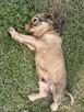 Cocker spaniel angielski - 3