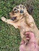 Cocker spaniel angielski - 2
