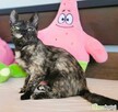 PLAMKA - piękna, szylkretowa koteczka do adopcji - 2