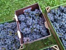 Winogron bez chemii , na wino , skoki