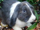 Niebieskie króliki mini lop - 14