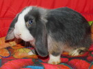 Niebieskie króliki mini lop - 15