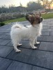 Szczeniak/ sunia Papillon Spaniel Kontynentalny ZKwP FCI - 3