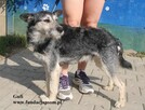 Gufi, cudowny sierściuch - 3