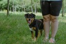 Ciapek-młody pełen radości pies do adopcji - 2