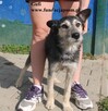 Gufi, cudowny sierściuch - 5