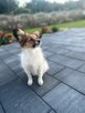 Szczeniak/ sunia Papillon Spaniel Kontynentalny ZKwP FCI - 5