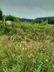 Działka 5000m2,Niekłończyca,gm.Police, plan,media. - 3