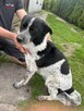 Młody przyjacielski psiak poleca się do adopcji - 4