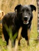 DANTE - piękny psiak w typie labradora szuka domu - 2