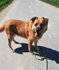 Wspaniały staruszek nie kochany przez nikogo BŁAGA o domek - 2